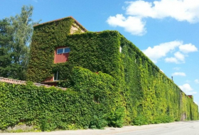 This is why we should all be covering all our buildings with plants 